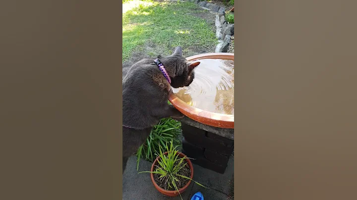 Video 32551: burmese cat, cat bath, drinking bath