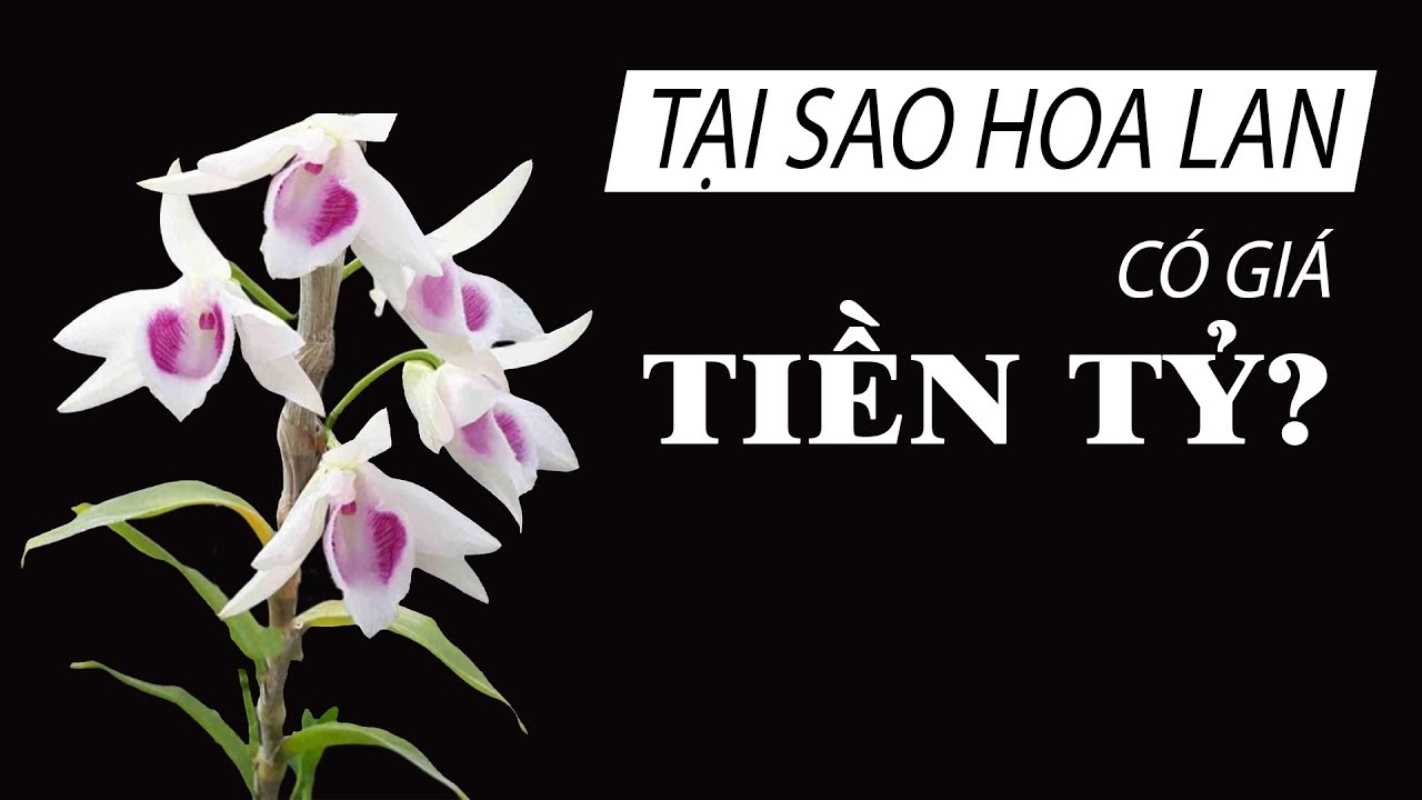 Tại sao Hoa Lan có giá siêu đắt – Có phải đa cấp? | Bao quát những thông tin liên quan đến lan đắt nhất việt nam đúng nhất