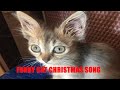 Funny Cat Christmas Song #shorts