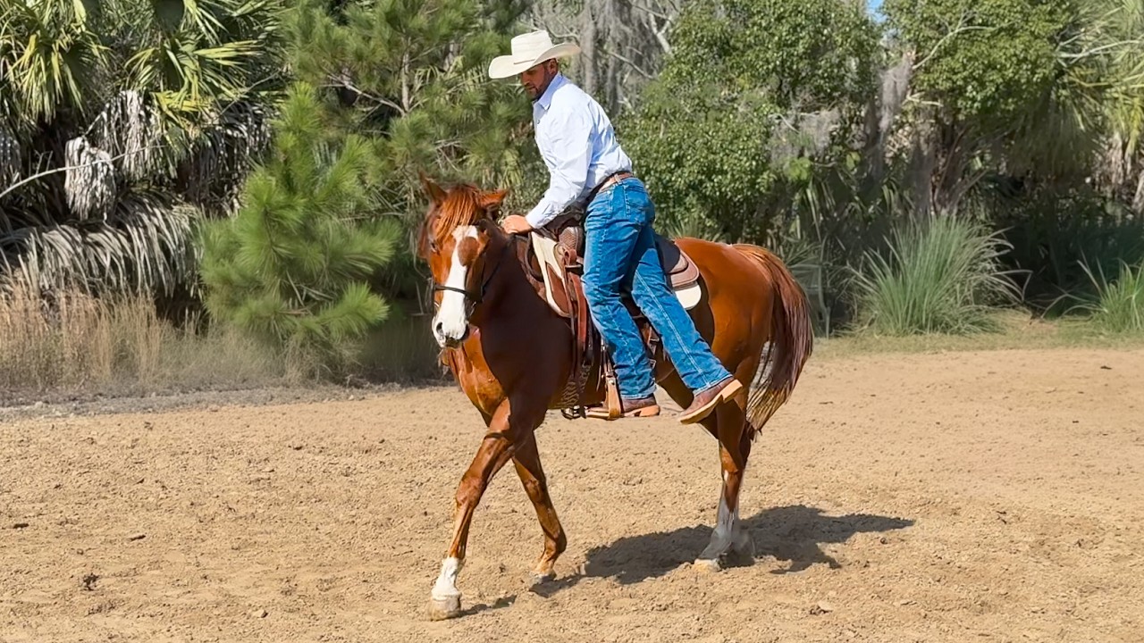 Первая поездка на моей скаковой лошади!