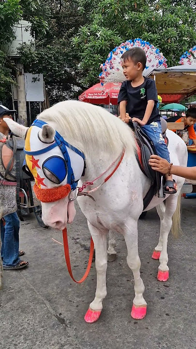 Naik kuda gagah besar putih albino