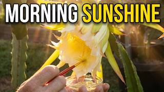 Hand Pollinating Dragon Fruit Blossoms in the Morning Garden