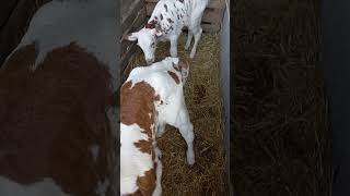 Cene Teladi Na Pijacama Avgust 2025