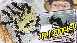 일본왕개미 200마리 군체 사육하기! 여왕개미를 지켜라~