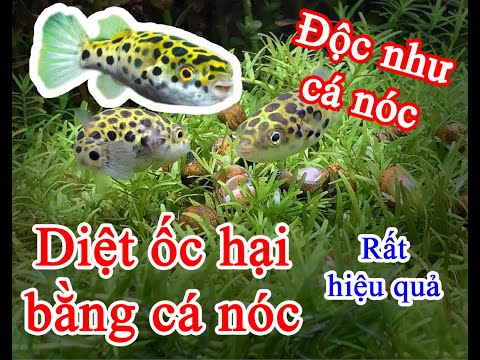 Video Cách diệt ốc hại trong hồ thủy sinh cực kỳ hiệu quả... - youtube