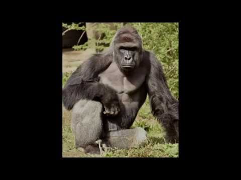 How Harambe really died