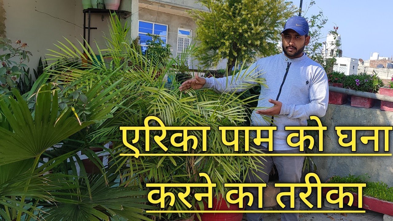 how to take care of areca palm plant why areca palm leaves turning brown? YouTube