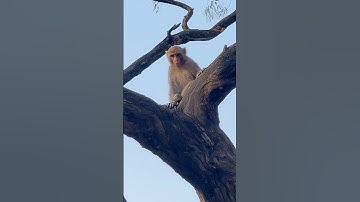 “Morning Mayhem: Teen Monkeys Go Wild on Dry Tree!”