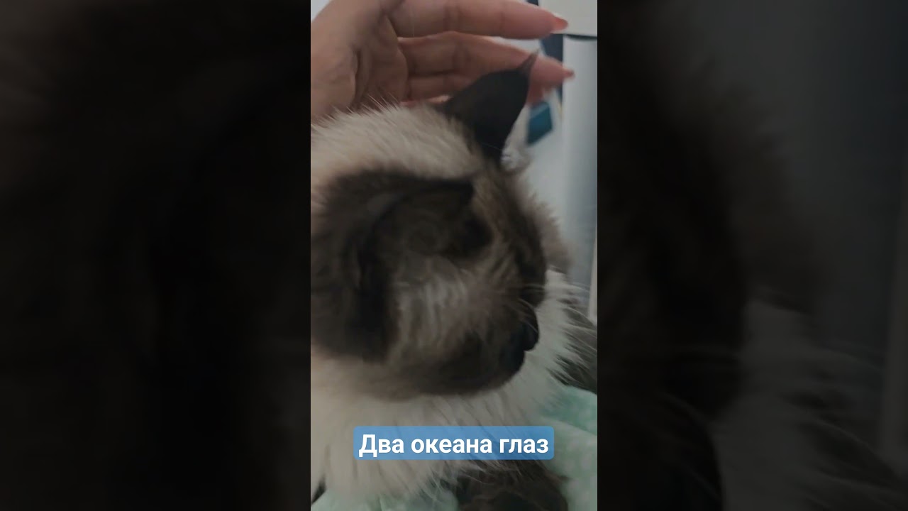 Два бездонных океана глаз #кошка #cat