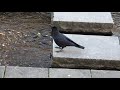 【かわいい/動物】近づいてくるカラス　a crow gets closer