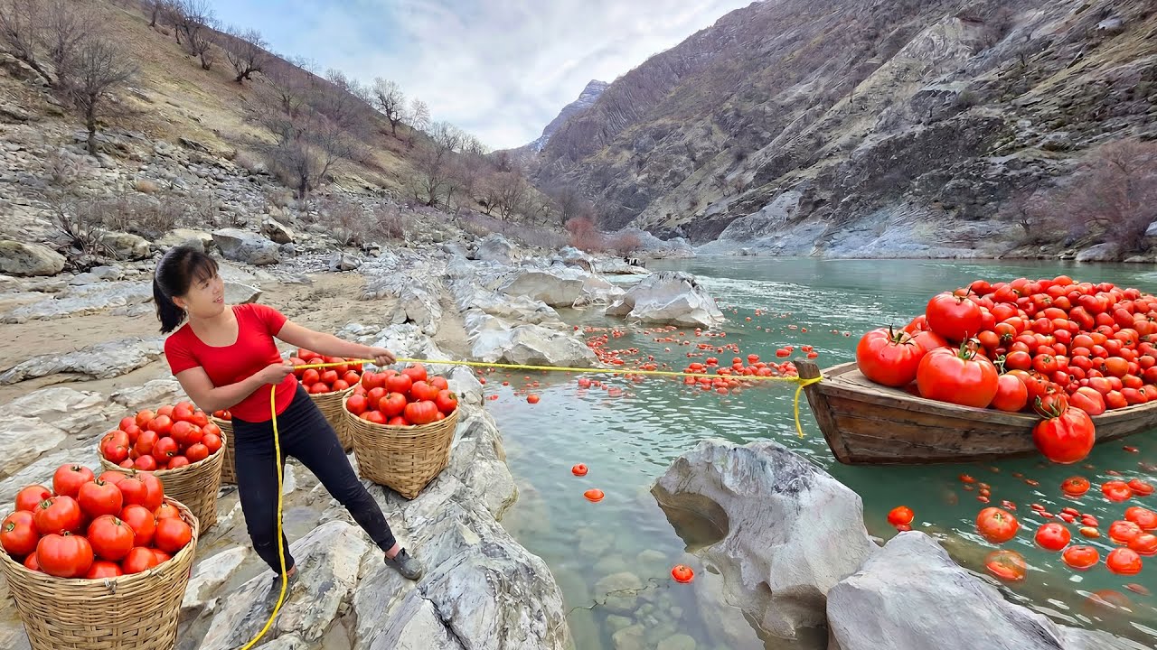 TIMELAPSE -- Sold Out in an Hour! Harvest Many Rare Tomatoes for 7 Hours, Go to Market Sell