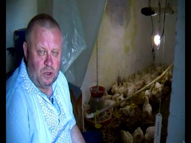 Выращивание бройлера РОСС 308 (ROSS 308) в домашних условиях