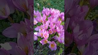 #flowers