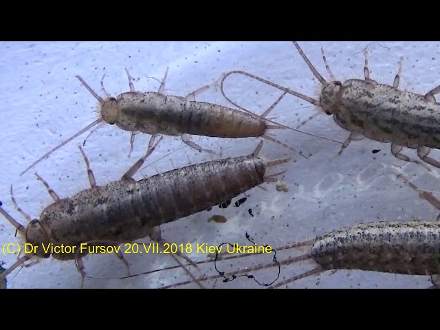 Опасна ли Чудо Чешуйница в Доме на Окне? Знаете? Lepisma saccharina - who is it?