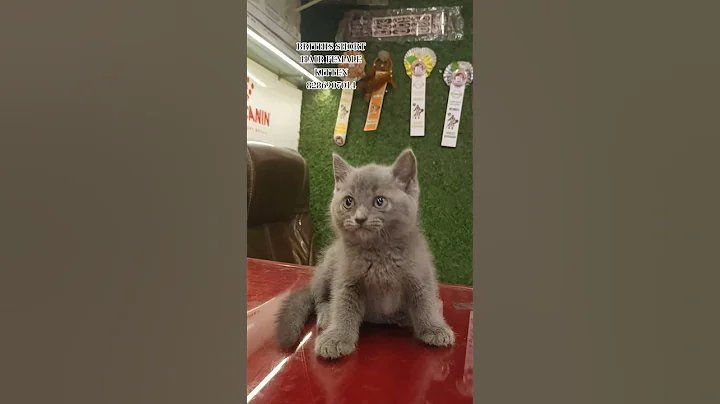 Video 11719881: haired kitten, female kitten