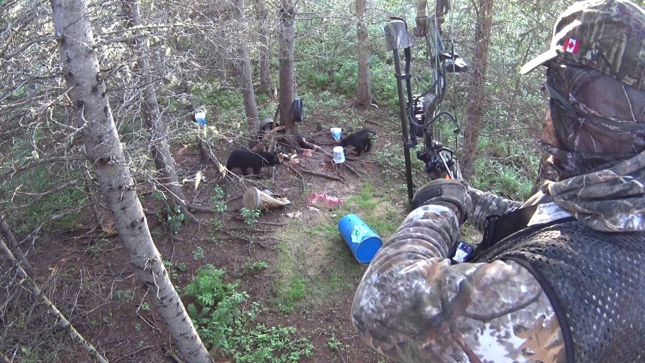 BEAR ARCHERY Black Bear hunt, Bow Hunting in New Brunswick Canada, June