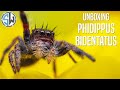 Unboxing a Phidippus Bidentatus from Southwest Jumping Spiders