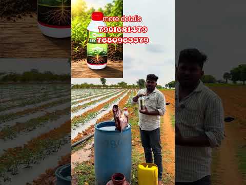 Tamoto drenching #telugutomato #agriculture #tsfarmers #agriculturefarming #farming #tamoto #farmer