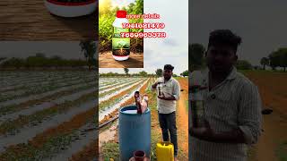 Tamoto drenching #telugutomato #agriculture #tsfarmers #agriculturefarming #farming #tamoto #farmer