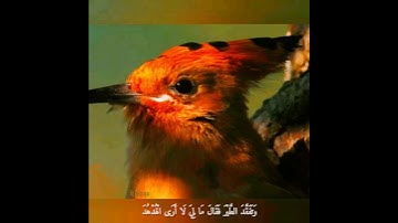 القارئ فارس عباد -سورة النمل -الهدهد #القارىء  #الشيخ  #فارس_عباد  #قرآن  #تلاوة_خاشعة  #سورة #ريلز