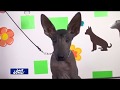 Xoloitzcuintle (cachorros) の動画、YouTube動画。