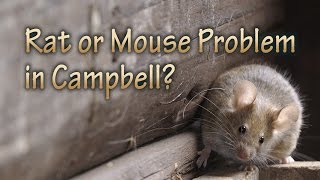 Campbell Rat or Mouse Problem?