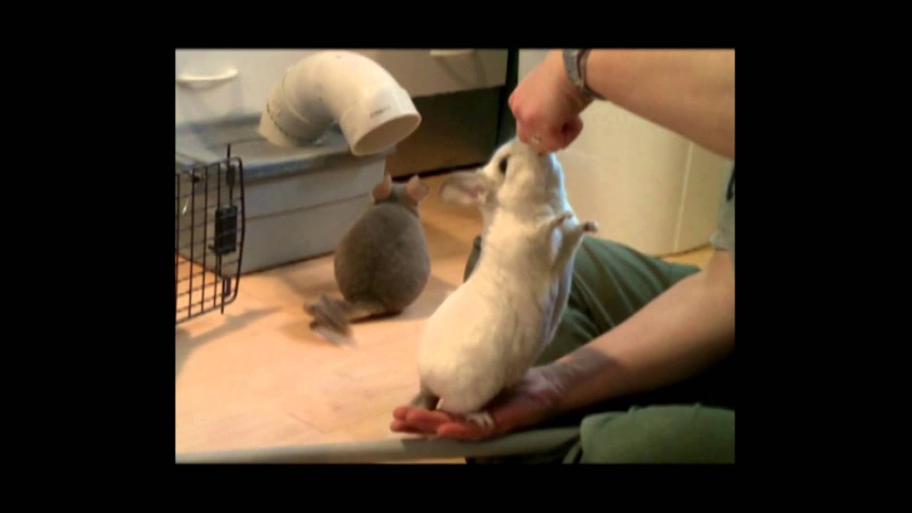 Can You Potty Train A Chinchilla