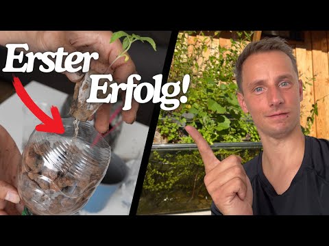 Umtopfen der Cannabis Pflanzen für das Outdoor Aquarium