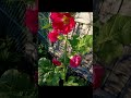beautiful hollyhocks from pink and red and rose coloured @purgatoryvalleyfarm #hollyhock #nature