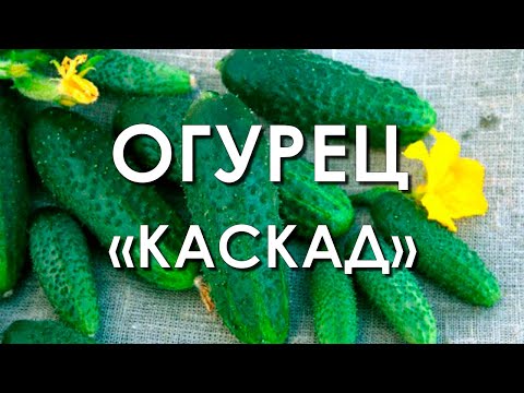 Обзор сорта огурцов "Каскад" (характеристики, свойства, фото)