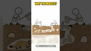 Did Romans Send Ferrets Underground#historyexplained #ancienthistory #history #ancienthumans#shorts