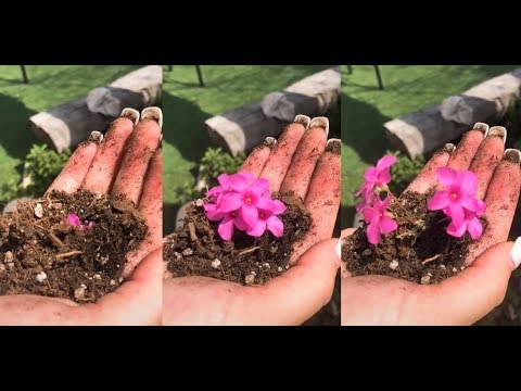 FLOWERS BLOOMED IN HAND Challenge With TUTORIAL - TIK TOK