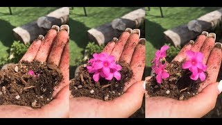 Flowers Bloomed In Hand Challenge With Tutorial - Tik Tok