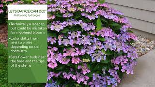 Hydrangeas Demystified Chapter 3: Hydrangea Hybrids - YouTube