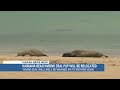 Monk seal pup born at Waikiki beach to be relocated