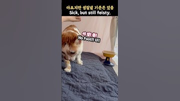21세 노묘 메소_아프지만 강해 강한 모닝콜이야_ Hurting, but got enough energy to sass.