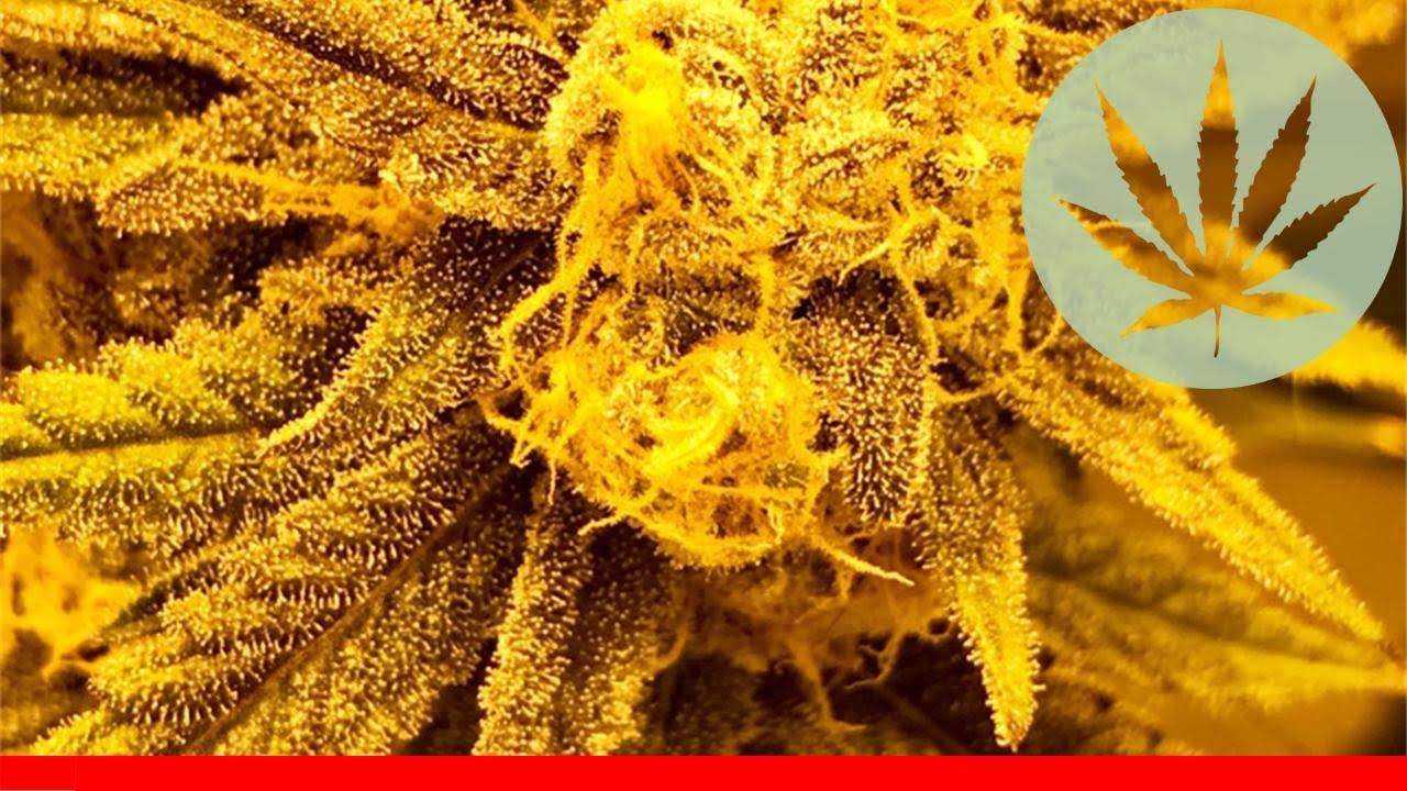 Purple Champagne - All About This Strain