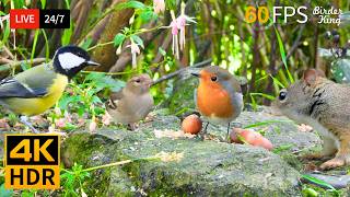 🔴 24/7 LIVE: Cat TV 😺 Birds vs. Squirrels: Who is the Cutest? 🐦 4K Cat Games HDR