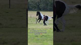 Liberty ❣️ have you experienced it with your horse? #libertyhorsemanship #horsemanship