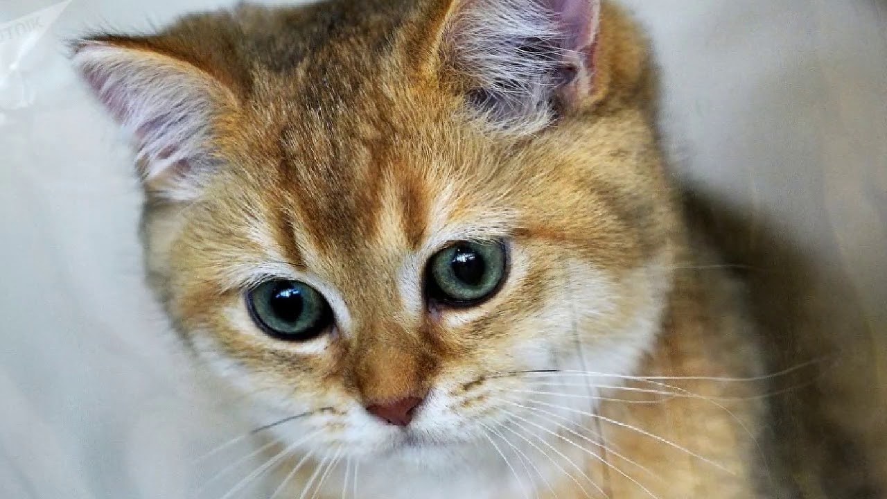 Котенок лайк картинки