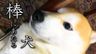 棒がめりこんでいるのに全く動じない柴犬