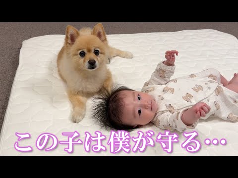 赤ちゃんと3ヶ月間一緒に生活したポメラニアンがこうなりました
