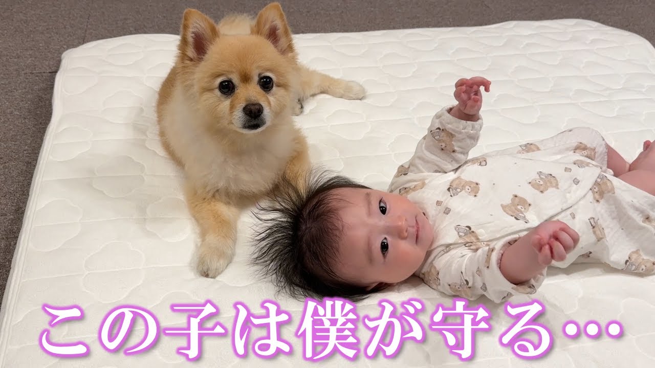 赤ちゃんと3ヶ月間一緒に生活したポメラニアンがこうなりました
