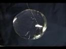 Large Water Sphere in Microgravity