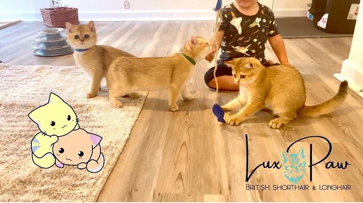 Video 8021591: british shorthair longhair breeds, golden shaded british longhair, kitty cattery, kitty cute baby, cute kitty playing
