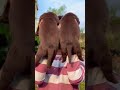 chocolate colour Labrador male female puppy available Mahakal Pet Shop Pandharpur and Pune