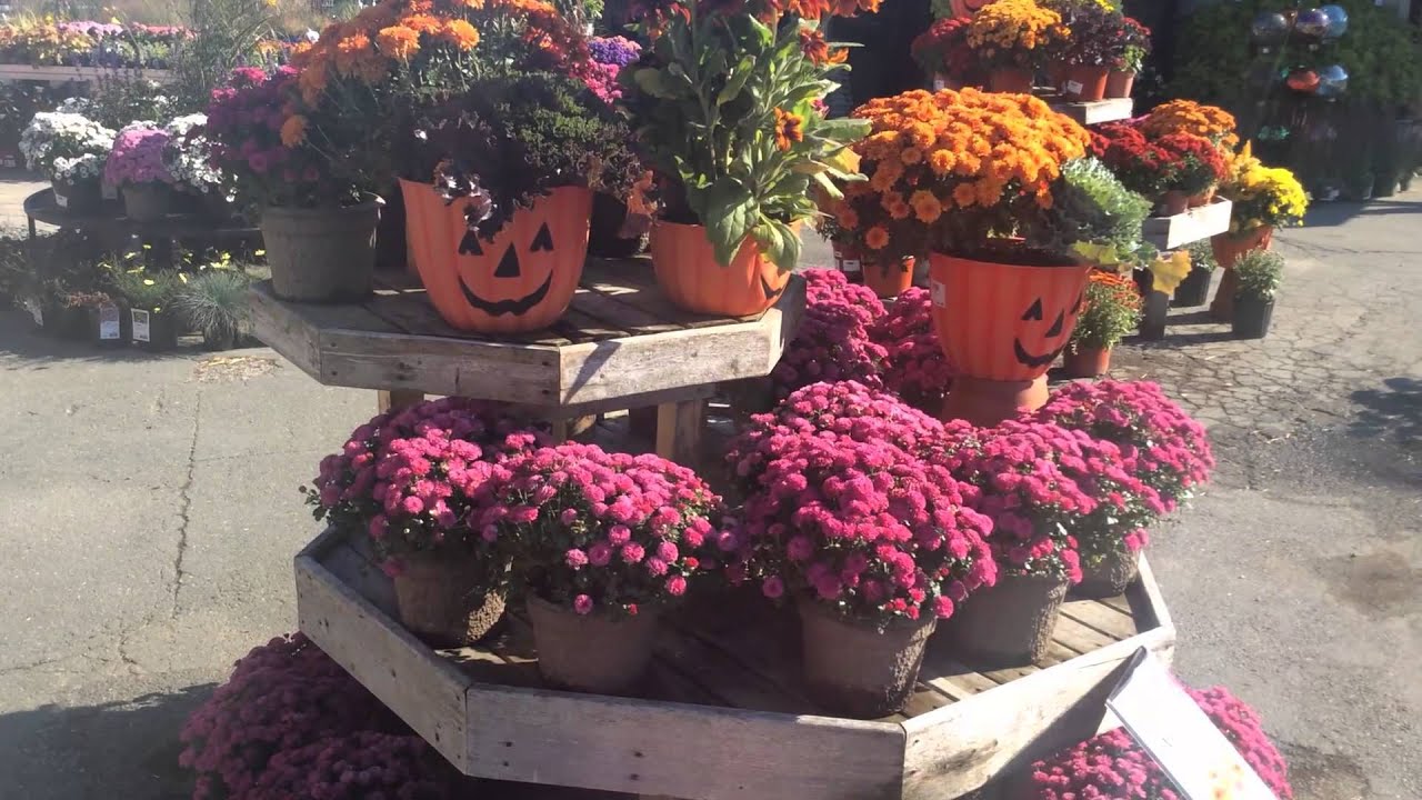 Fall Plants Firewood At Northeast Nursery You Fall Plants Firewood At Northeast Nursery