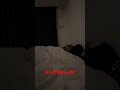 なんで猫いんの?
