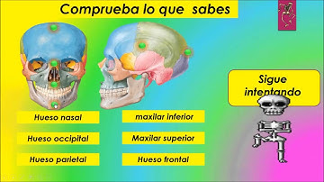 Juego Didáctico Partes del Cuerpo Humano