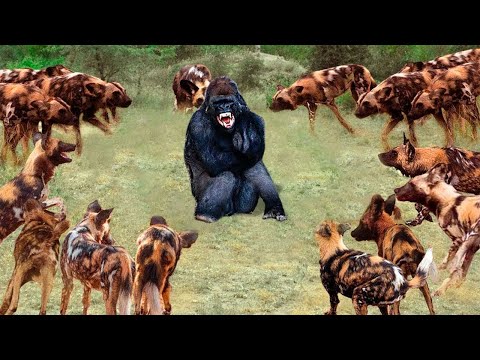 Безумные Битвы Животных, от Которых Мурашки по Коже!